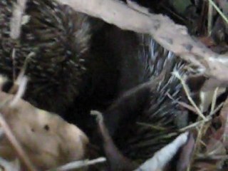 Mme Hérisson a eu des petits !!!