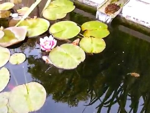 bassin a carpes kois 140611