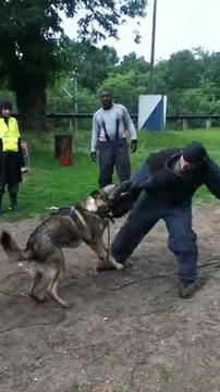 FLY de la branche du moulin (chien de travail et de sécurité) IMG_0727