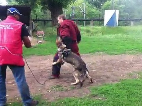 FLY de la branche du moulin (lignée de chien de travail) 6 ème entrainement IMG_0722