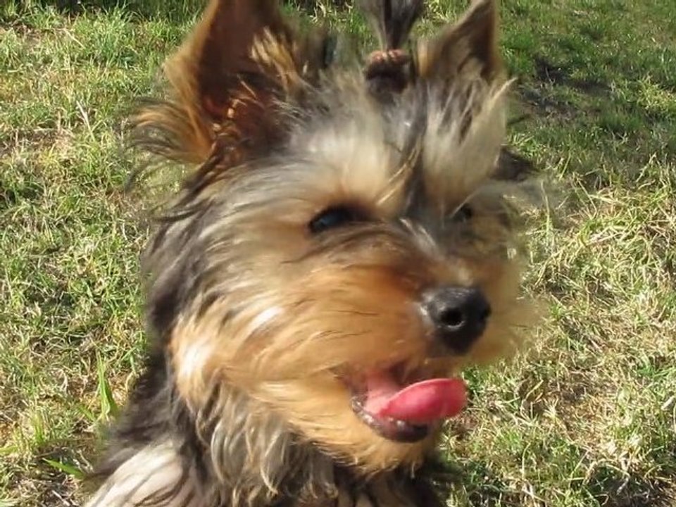 Gin Fizz et son chouchou sur la tête