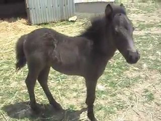 Pouliche très câline, 20 jours. 14/06/2011SDC10548