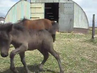 Pouliche BLUE NIGHT, 20 jours. 14/06/2011. SDC10545