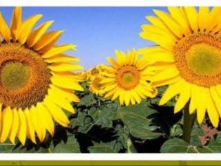 Erinnerungen-Edward Simoni