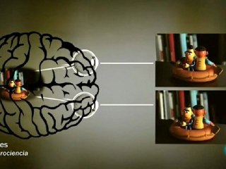 Cerebro: Vision binocular