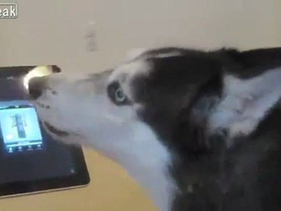 iPad ve Husky Buluşması