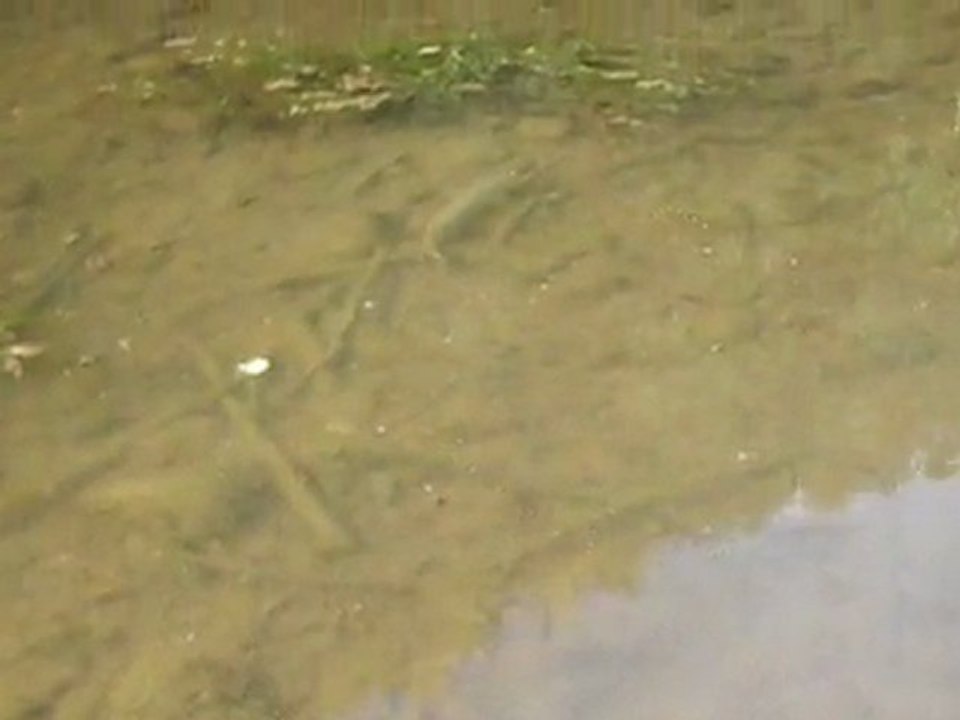 Relâchez vos rêves