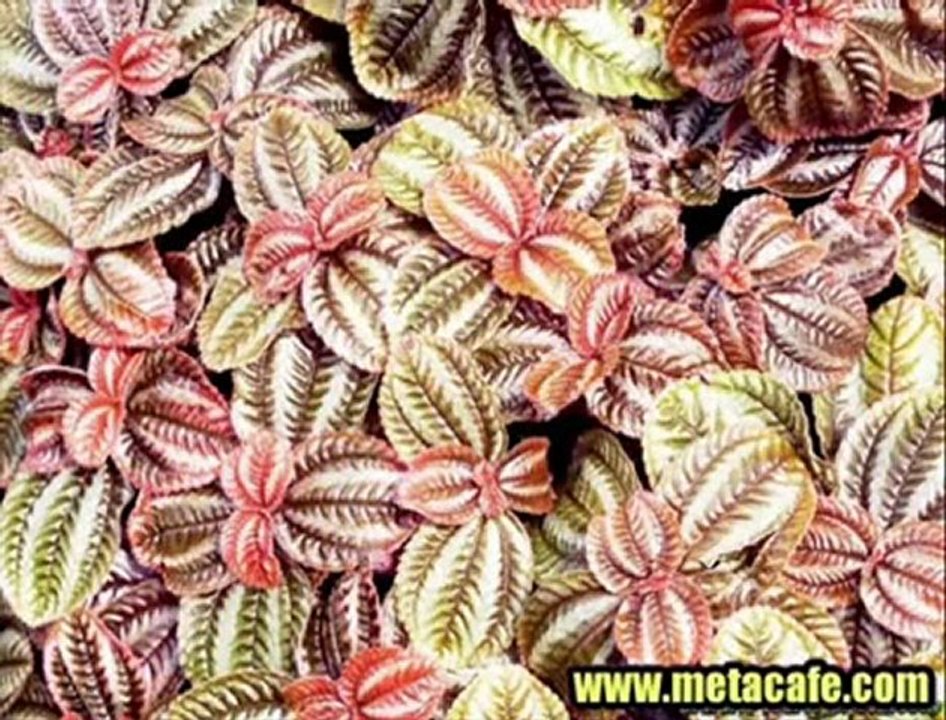 (¯`·.♥GİTME!♥.·´¯) Ezginin Günlüğü [Ạ℗℗Ạ]