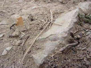 cette fourmi a du mal ! (gros délire)