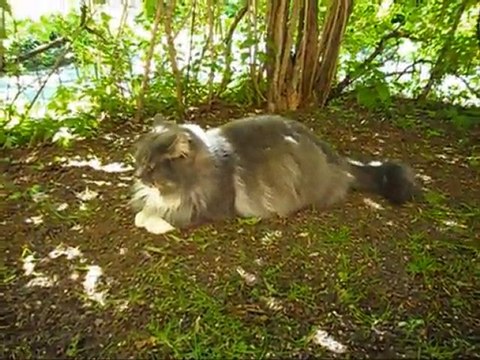 Film på Revis 26 Maj - 11. Med musik.