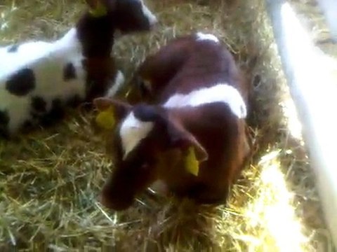 HAZER EMLAK TEL: 0546 851 6657 SATILIK ŞAROLE BUZAĞI