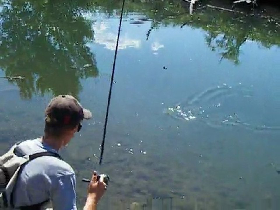 prise black-bass