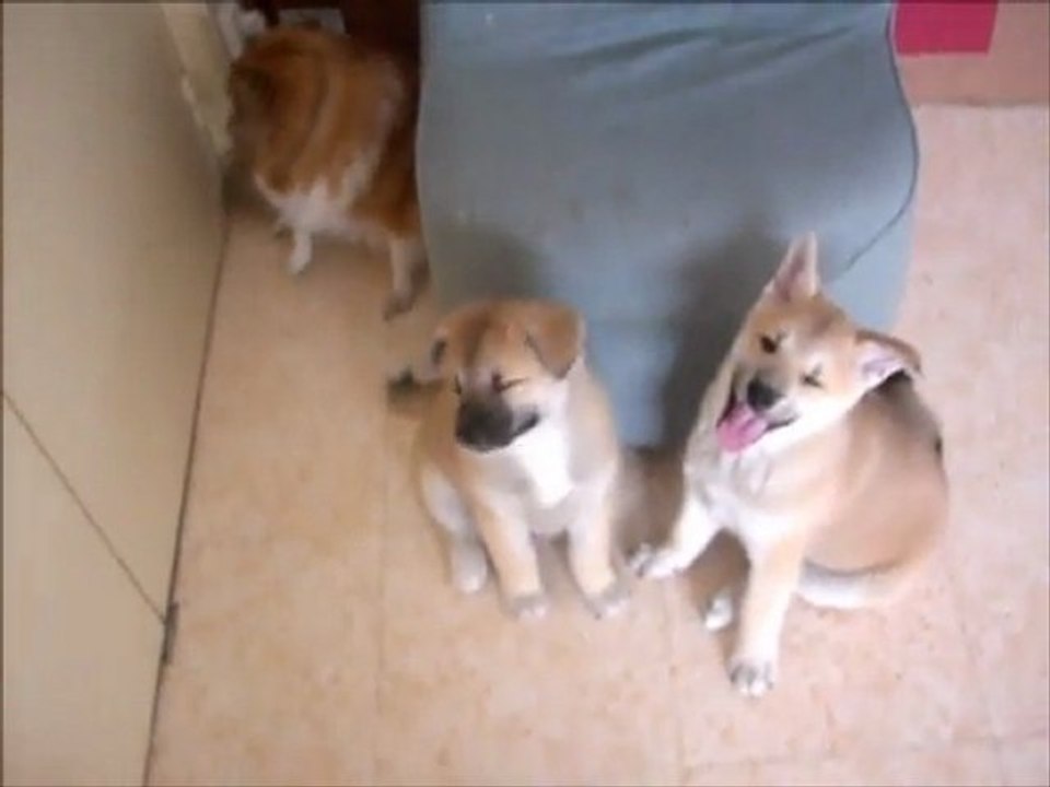 Emeraude Tess et Snooka le 14 juin 2009
