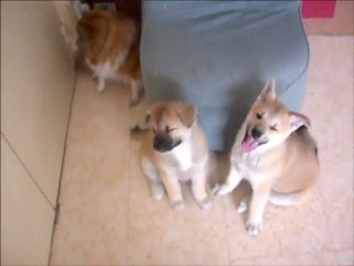 Emeraude Tess et Snooka le 14 juin 2009