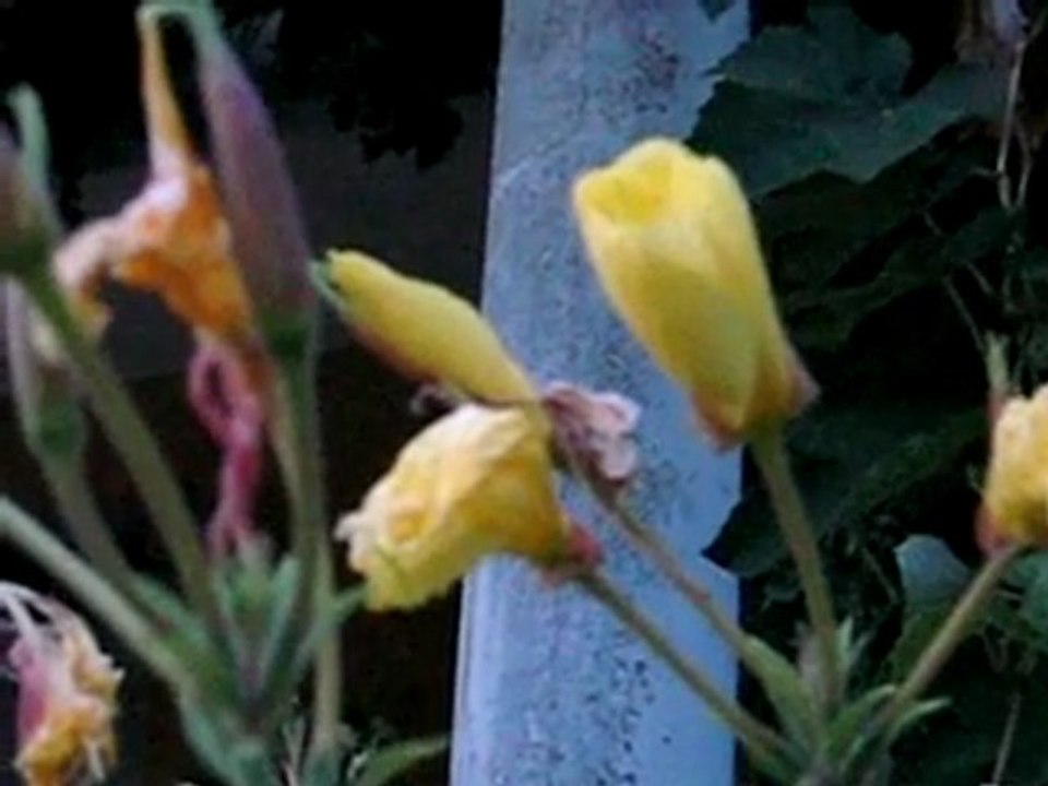 Azan Chicheyi (3w.BiG.Az)