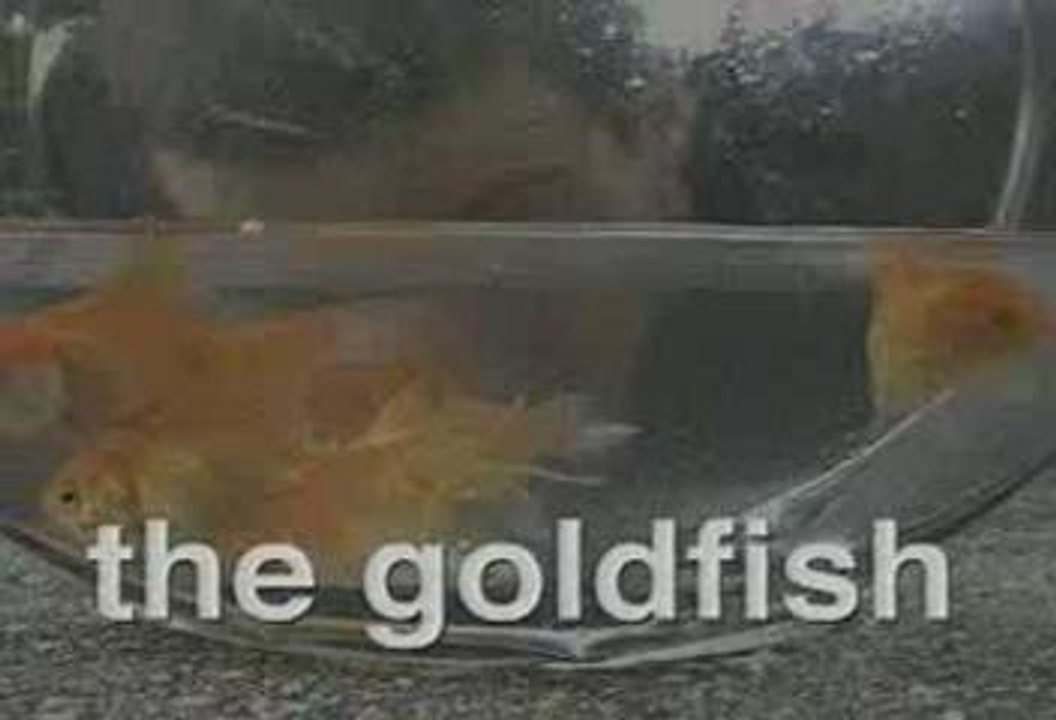 THE GOLD FISH