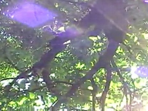 Белый белый день / Apocalypse apocatastasis