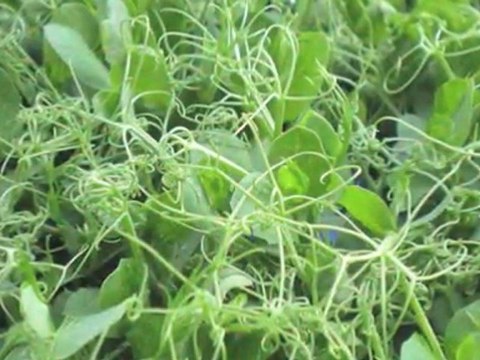 Frugt Engros Ringe Gourmet'ens Grønt