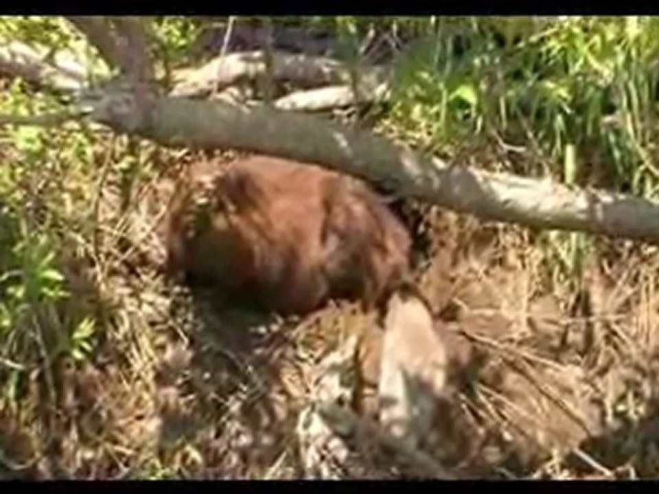 le castor dans la riviere filmé le 15 juin 2011