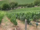 Les viticulteurs optimistes pour les vendanges à Montgueux