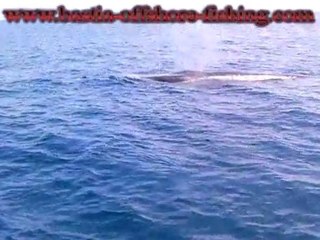 projet handicap session 1 Bastia Offshore Fishing