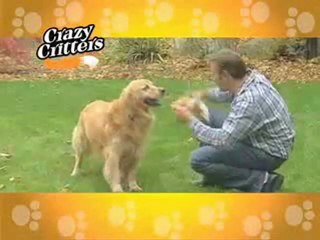 Crazy Critters As Seen On TV Commercial