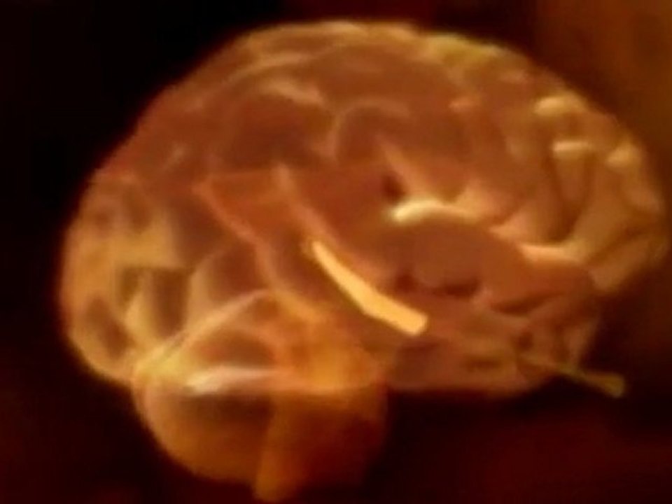 Brain: How memory works (v.o ingles)