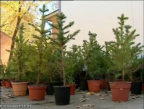 Campaña de venta de abetos por los ingenieros