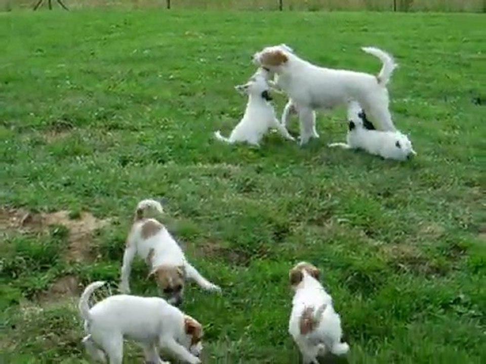 chiots Jexel 9 semaines