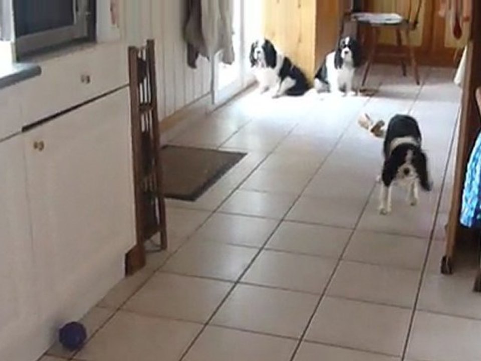 Bébés Daelynn &  Heaven