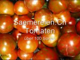 Tomatensamen Samen Ch Blumen Garten Pflanzen