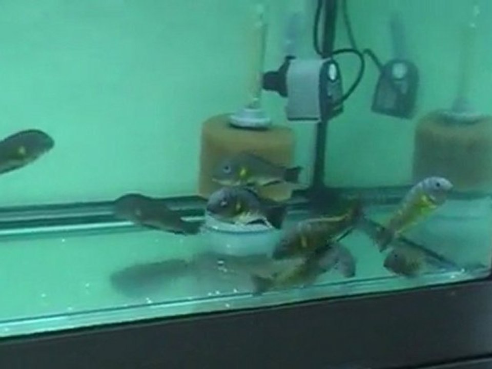 DEEP SEA PET CENTER TROPHEUS BRİCHARDİ ULWİLE