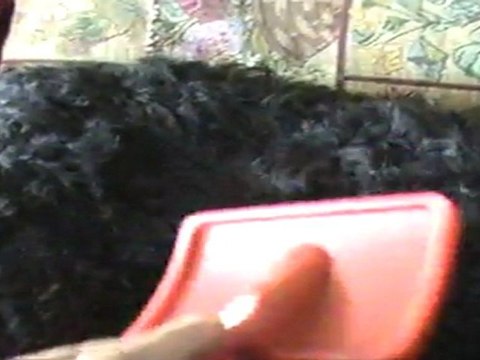 Barbet: taking care of mom, too!