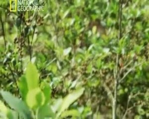 Consecuencias- Indigenismo 1/3