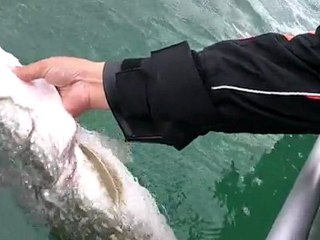 No Kill Only: Release of 1.05m Pike 🎣