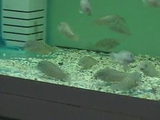 Deep Sea Pet Center Eretmodus Cyanostictus Kigoma Orange