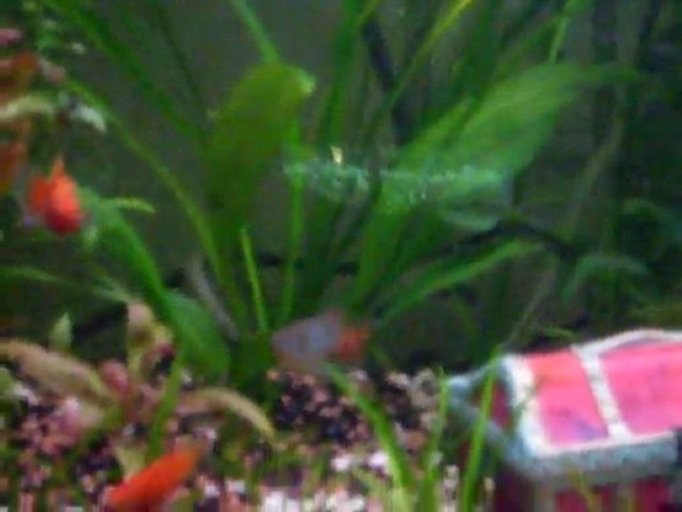 Aquarium 60L (juillet 2010)