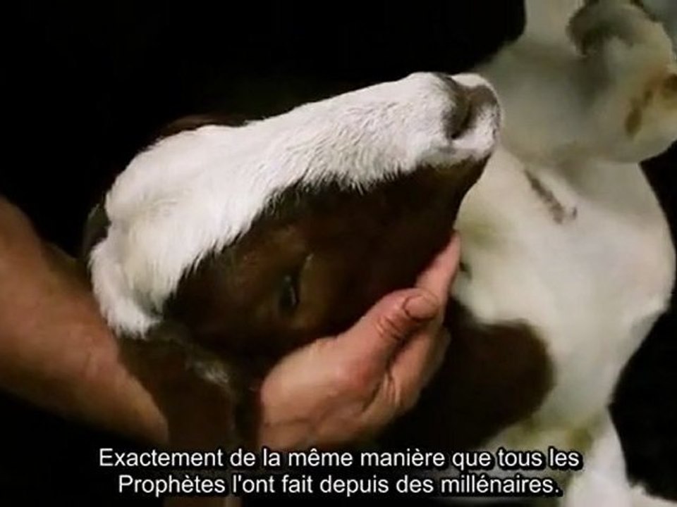 La vrai mise à mort en Islam (barbare , sauvage, irrespectueuse, criminelle ....