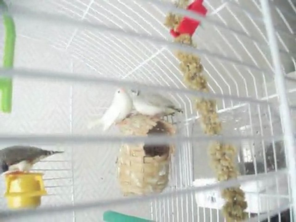 Bébés mandarins venant de sortir du nid