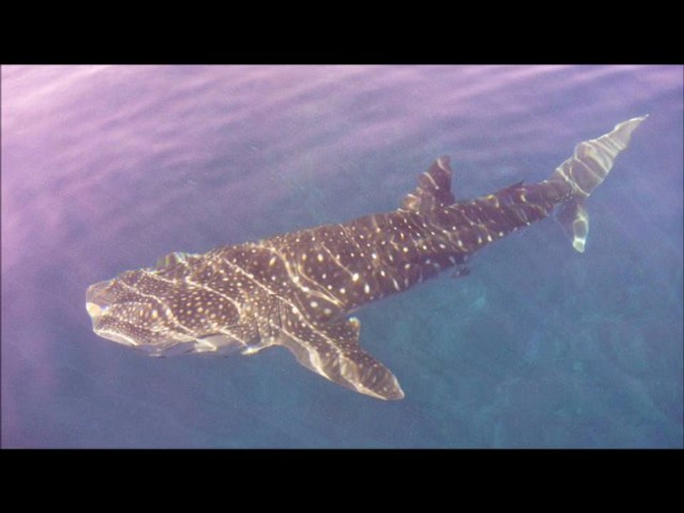 Requin Baleine - Whale Shark