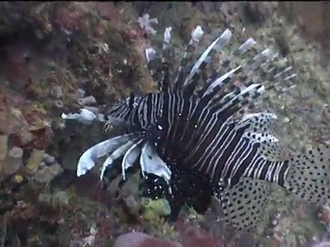 Koh Phi Phi 2011 - Immersion Totale I