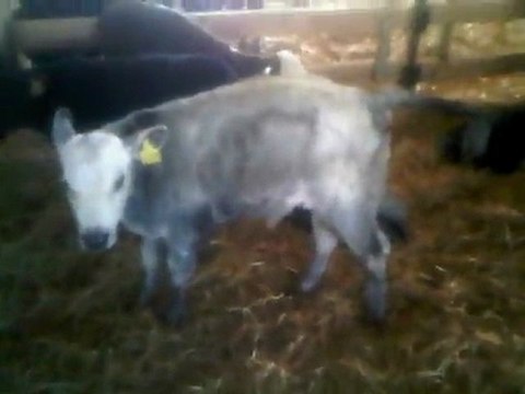 HAZER EMLAK TEL: 0546 851 6657 SATILIK ŞOROLE BUZAĞI SATILIK ŞOROLE ERKEK DANA GEBE DÜVE FİYATLARI