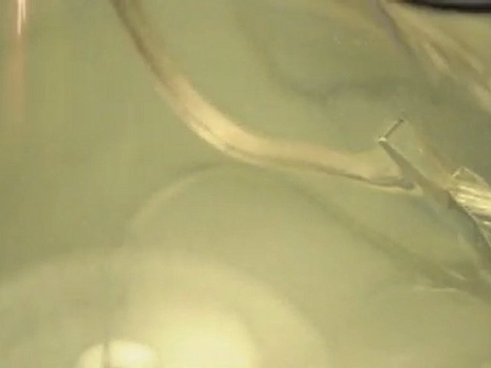 L'inconscience d'un insecte