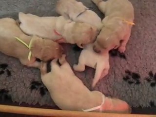 chiots golden retriever à 1 semaine