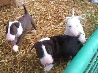 CHIOTS BULL TERRIER 1 MOIS