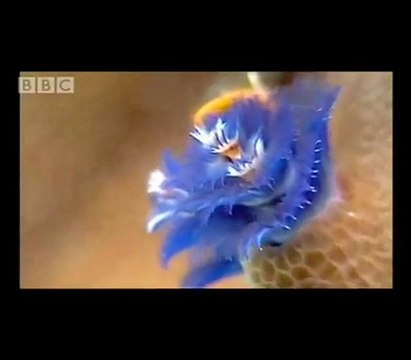 Coral Bleaching - CO2 Effects on Coral Reefs