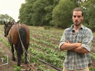 La traction animale, une technique d’autrefois (Vendée)