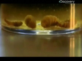 2_4 des monstres en moi.des parasites obsédés