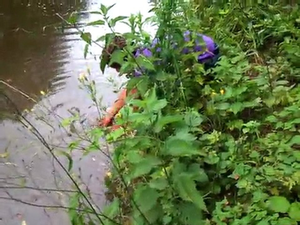 release d'un sandre de 65, no kill ;)