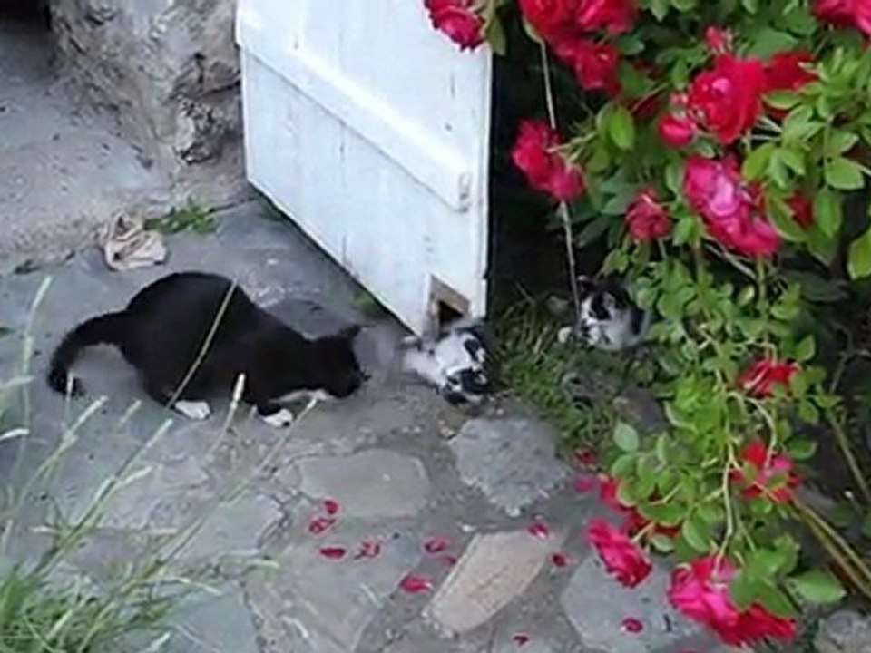 chaton et leur mère qui jouent.